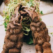 抗衰老不用花大钱 10种便宜有效药材