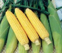 玉米 物美价廉的护肤抗衰好食品